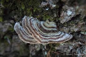 Attēlu rezultāti vaicājumam “Trametes ochracea”