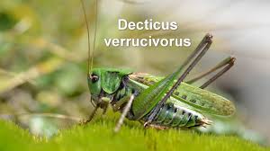 Attēlu rezultāti vaicājumam “Decticus verrucivorus”