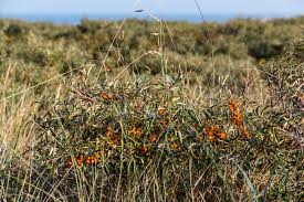 Attēlu rezultāti vaicājumam “Hippophae rhamnoides”