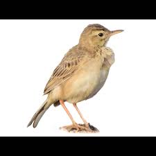 Image result for Anthus godlewskii