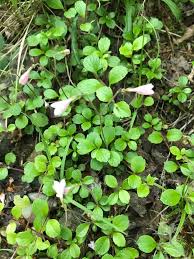 Attēlu rezultāti vaicājumam “Linnaea borealis leaf”