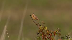 Attēlu rezultāti vaicājumam “Saxicola rubetra juvenile”