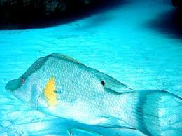 Image result for Lachnolaimus maximus