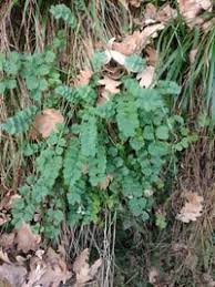 Attēlu rezultāti vaicājumam “Poterium sanguisorba”