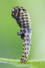 Attēlu rezultāti vaicājumam “Chrysomela vigintipunctata”