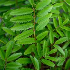 Attēlu rezultāti vaicājumam “Rosa subcanina leaf”