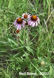 Image result for Echinacea angustifolia