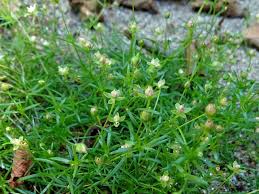 Attēlu rezultāti vaicājumam “Sagina procumbens fruit”