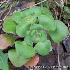 Image result for Aichryson