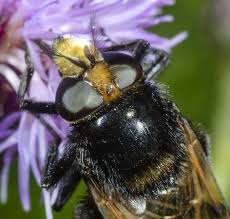 Attēlu rezultāti vaicājumam “Volucella bombylans”