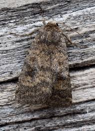 Attēlu rezultāti vaicājumam “Caradrina morpheus”