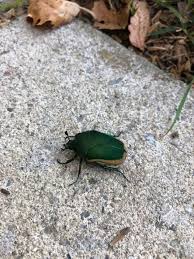 Attēlu rezultāti vaicājumam “Diaperis boleti imago”