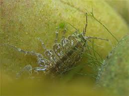 Attēlu rezultāti vaicājumam “Asellus aquaticus”