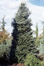 Attēlu rezultāti vaicājumam “Abies koreana”