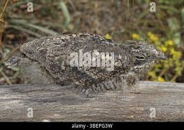 Attēlu rezultāti vaicājumam “Caprimulgus europaeus juvenile”
