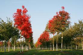 Attēlu rezultāti vaicājumam “Sorbus”