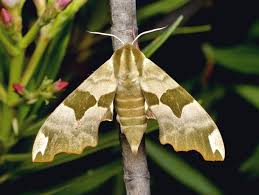 Attēlu rezultāti vaicājumam “Mimas tiliae”