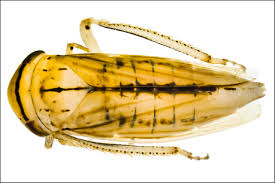 Attēlu rezultāti vaicājumam “Paramesus obtusifrons”