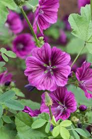 Image result for Malve