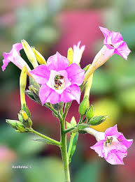 Attēlu rezultāti vaicājumam “Nicotiana tabacum flower”