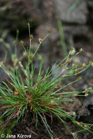 Attēlu rezultāti vaicājumam “Juncus bulbosus”