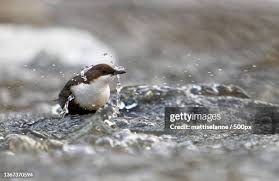 Attēlu rezultāti vaicājumam “Cinclus cinclus”