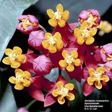 Attēlu rezultāti vaicājumam “Asclepiadaceae”