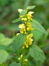 Attēlu rezultāti vaicājumam “Lamiastrum galeobdolon”