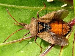 Attēlu rezultāti vaicājumam “Coreus marginatus imago”