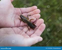 Attēlu rezultāti vaicājumam “Gryllotalpa gryllotalpa”