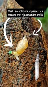 Attēlu rezultāti vaicājumam “Leucochloridium paradoxum larva”