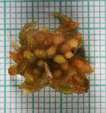 Attēlu rezultāti vaicājumam “Sphagnum papillosum”