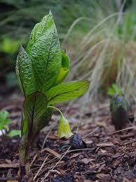 Attēlu rezultāti vaicājumam “Scopolia carniolica leaf”