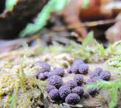 Attēlu rezultāti vaicājumam “Lycogala roseosporum”