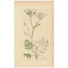 Image result for Pimpinella saxifraga