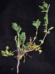 Attēlu rezultāti vaicājumam “Potentilla supina”