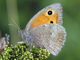 Attēlu rezultāti vaicājumam “Hyponephele lycaon female”