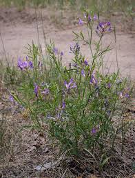 Attēlu rezultāti vaicājumam “Astragalus arenarius”