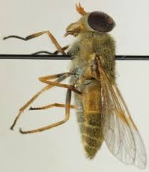 Attēlu rezultāti vaicājumam “Atylotus sp.”