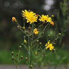 Attēlu rezultāti vaicājumam “Hieracium umbellatum bud”