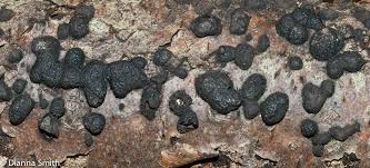 Attēlu rezultāti vaicājumam “Hypoxylon multiforme”