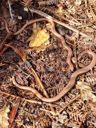 Attēlu rezultāti vaicājumam “Anguis fragilis adult”