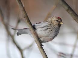 Attēlu rezultāti vaicājumam “Carduelis flammea female”
