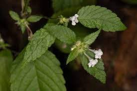 Attēlu rezultāti vaicājumam “Galeopsis tetrahit leaf”
