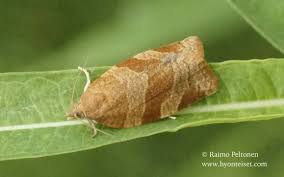 Attēlu rezultāti vaicājumam “Pandemis cinnamomeana”