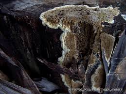 Attēlu rezultāti vaicājumam “Coniophora puteana”