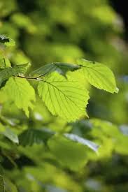 Attēlu rezultāti vaicājumam “Corylus avellana leaf”