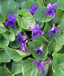 Attēlu rezultāti vaicājumam “Viola uliginosa bud”