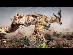 Image result for Antelope 1984 Jaguar