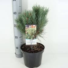 Attēlu rezultāti vaicājumam “Pinus sylvestris var. borussica”